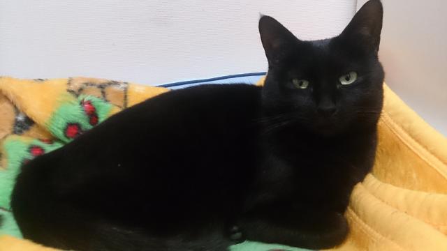 ピーチ