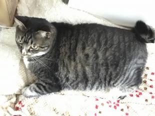 クポ