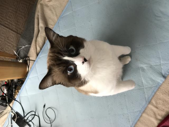 シル