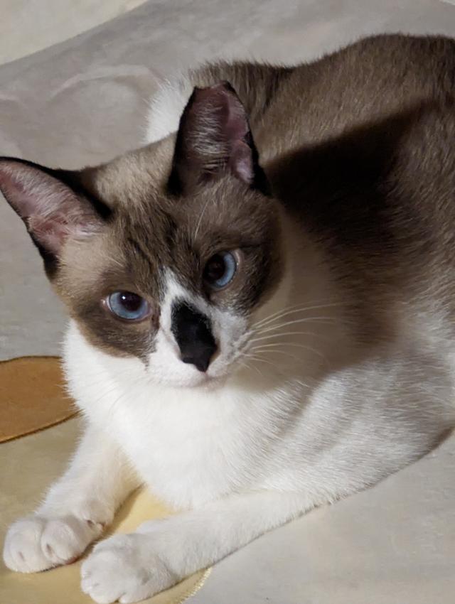 まろん