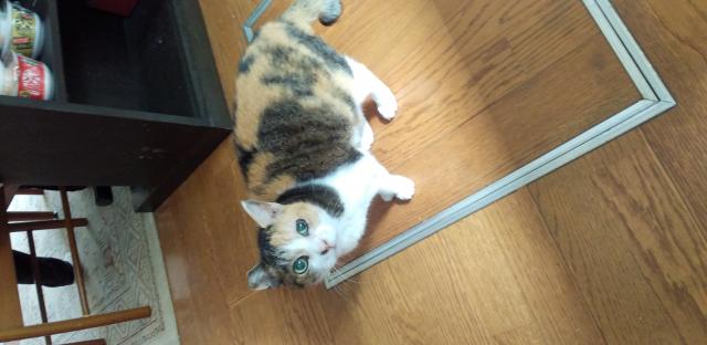 ミミ