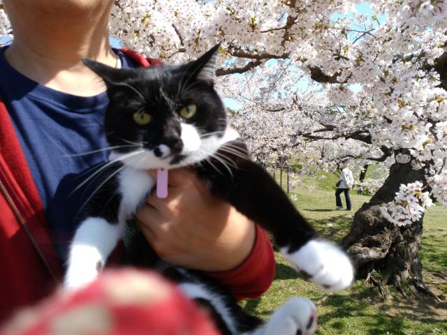 はな