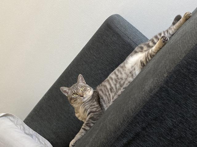 まろん