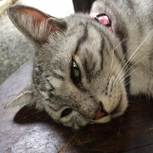 タマ