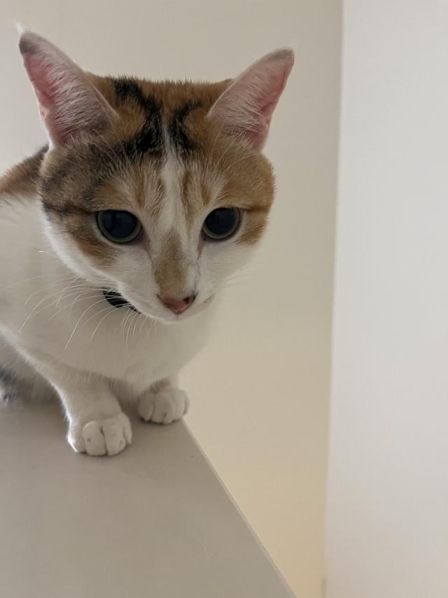 ラム