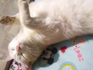 シロ