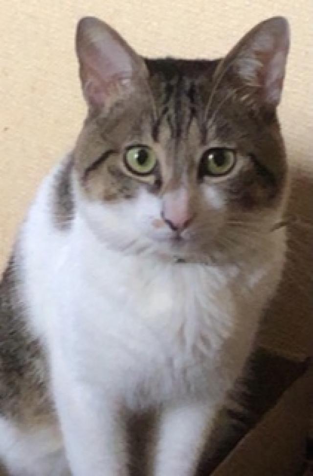 白玖(ハク)