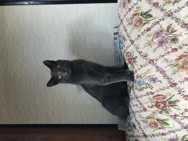 ほこり
