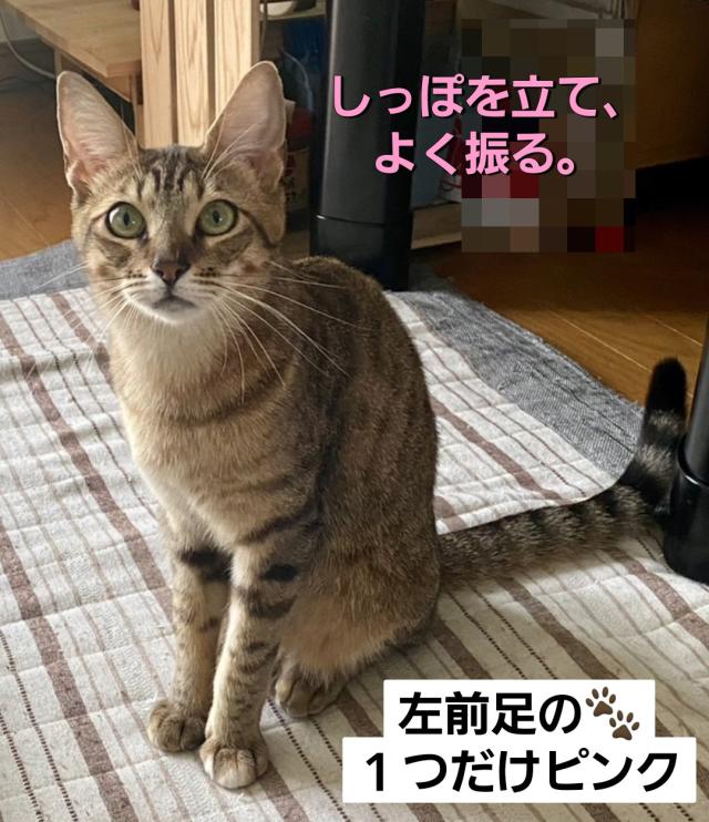 ちゃー