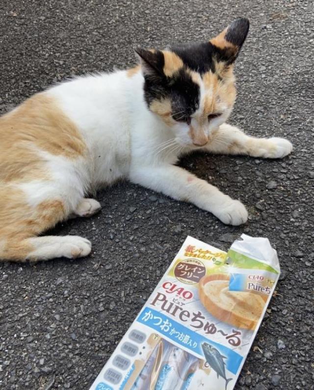みけちゃん