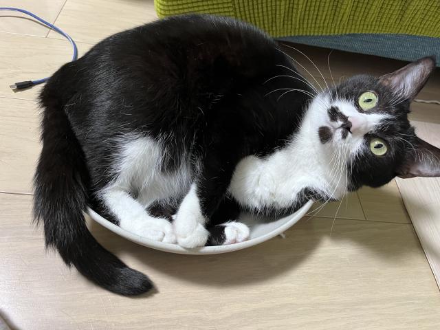 さくら