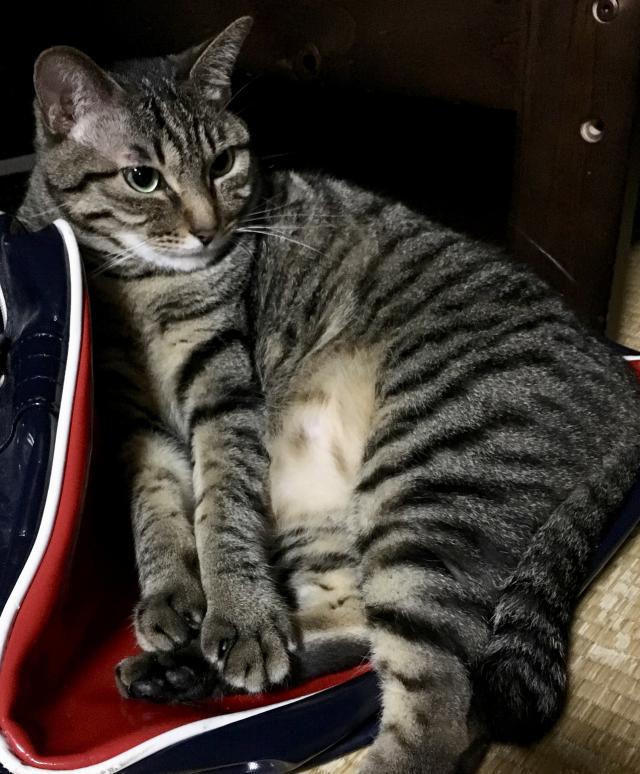 ナツメ