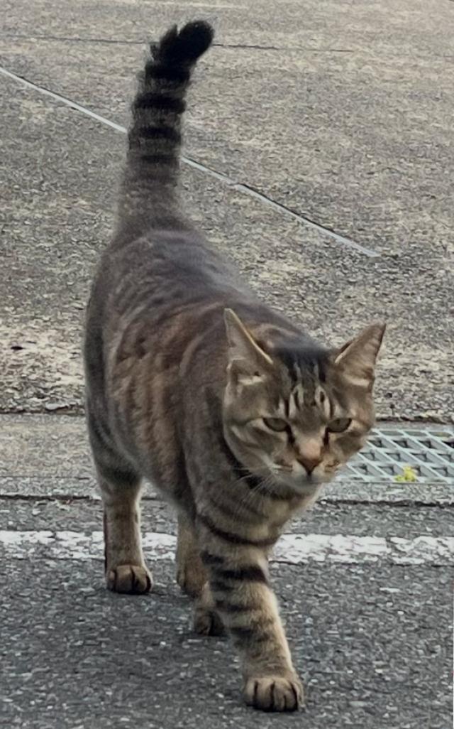 きいちゃん