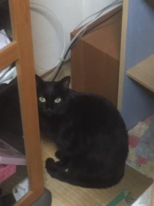 ちび