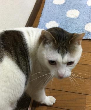 レオ