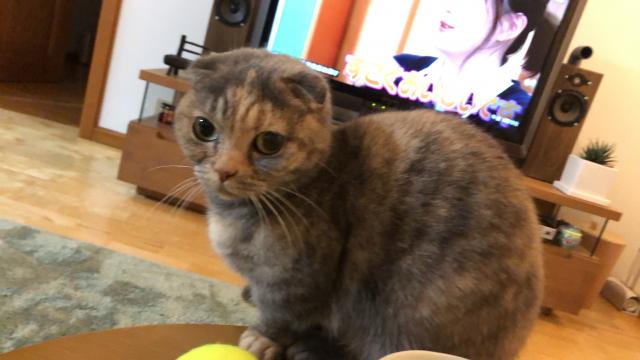 ミミ