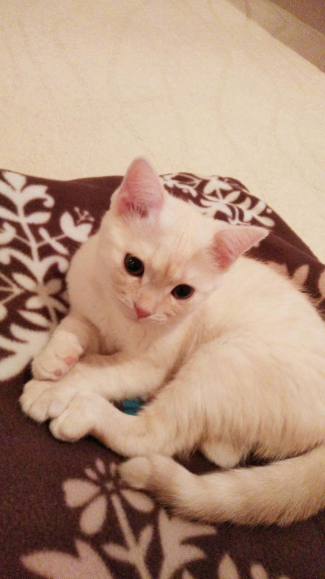 メル