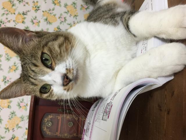 ふわ吉