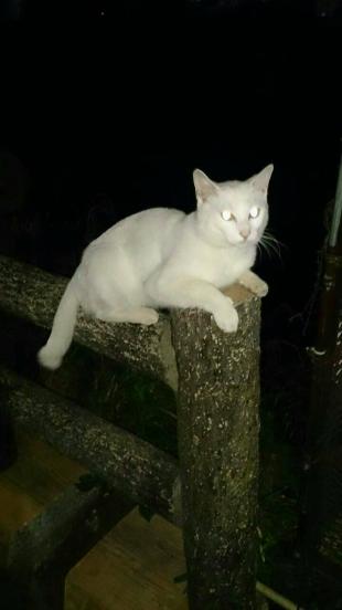 マロ