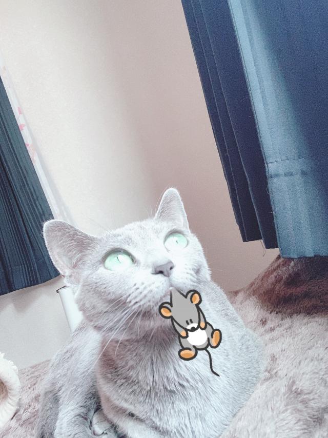 ココア