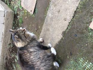 ショコラ