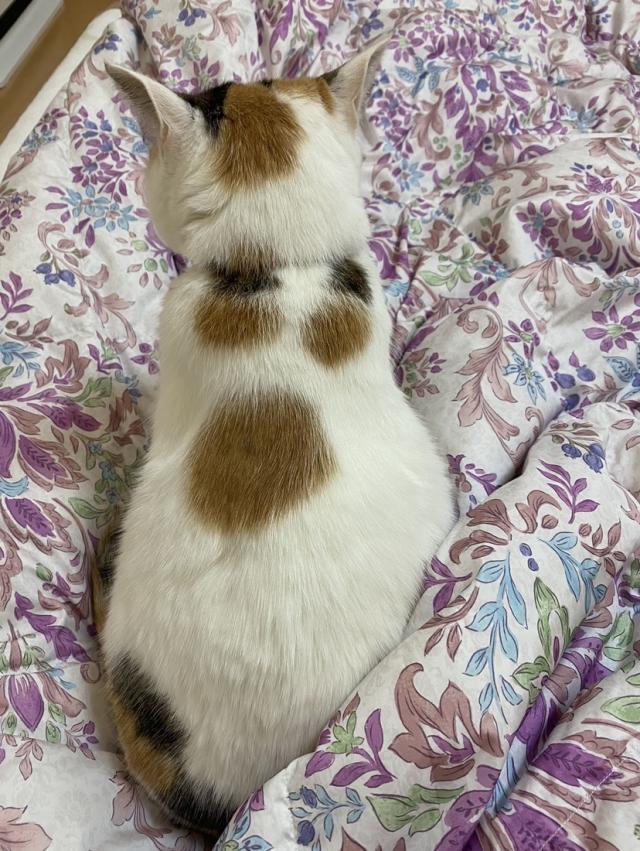 ミケ