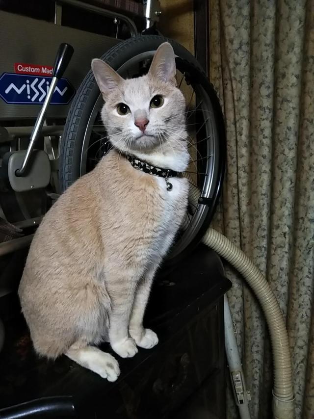 けんた
