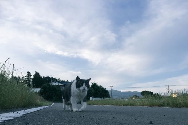 メル