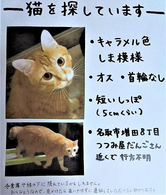 チロくん