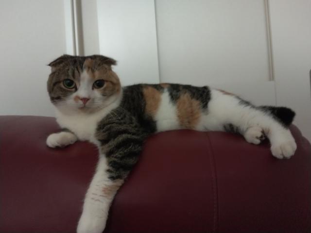 シュコ