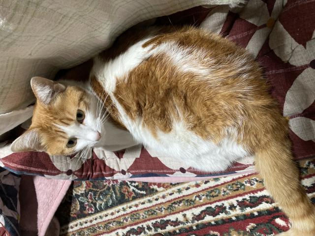 コガネ