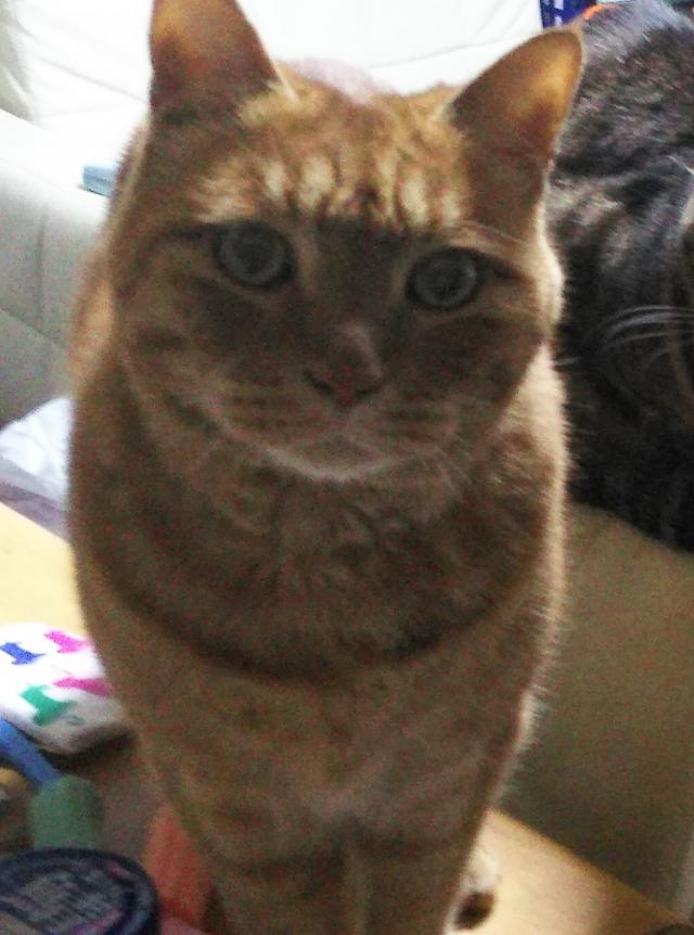 タイガ