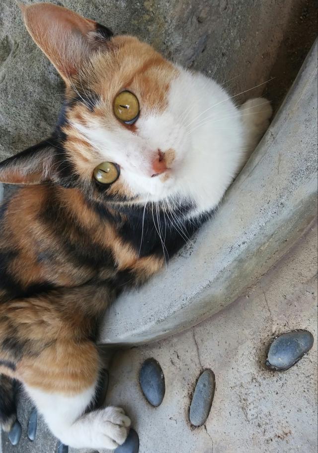 みゆ