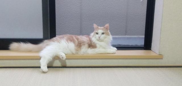アキト
