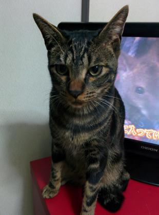 メロン