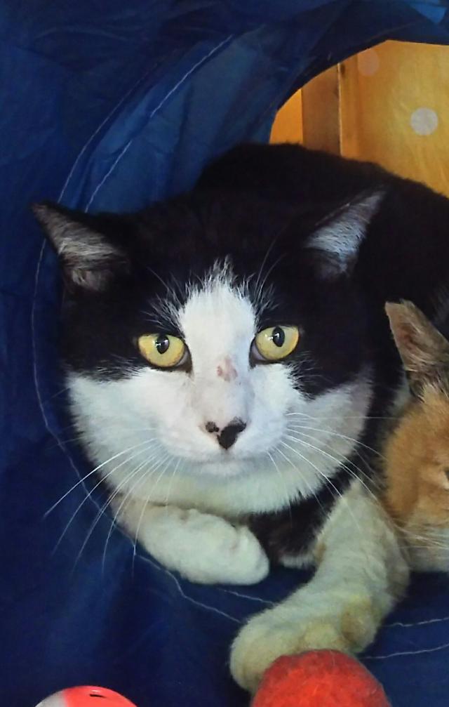 福にゃん