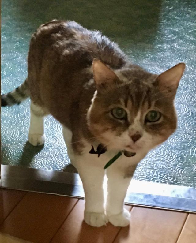ノラ