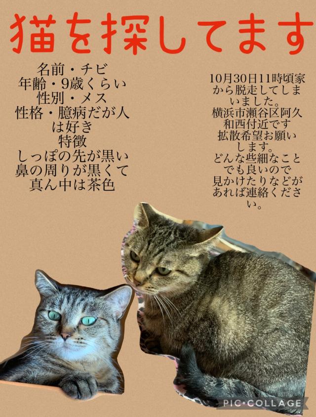 チビ