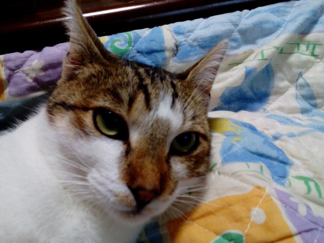 雪くん