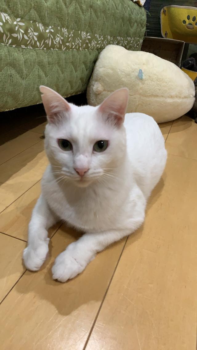 ベル