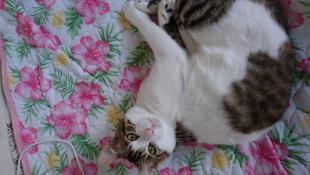 マロン