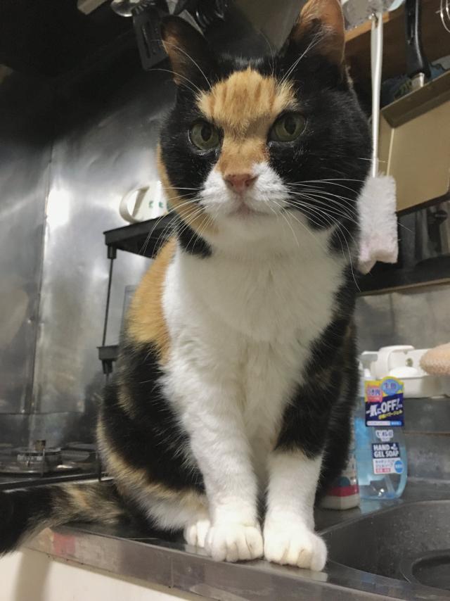ほかろん（通称：きねこ）