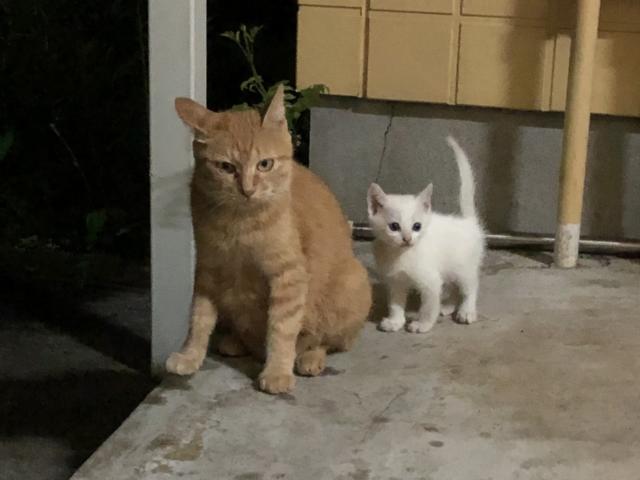 おかあちゃん