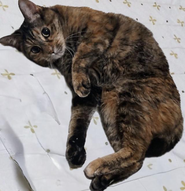 みか