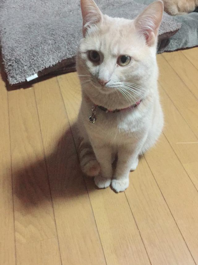 ニモ