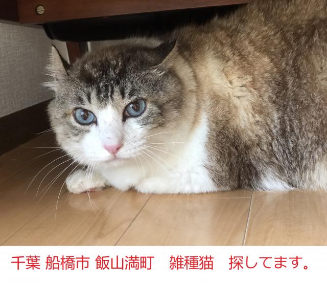 jiojio