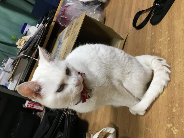 ゆきちゃん