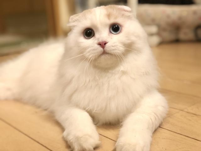 ロマノフ