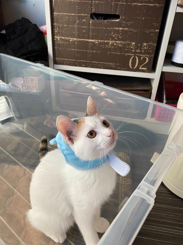 もも