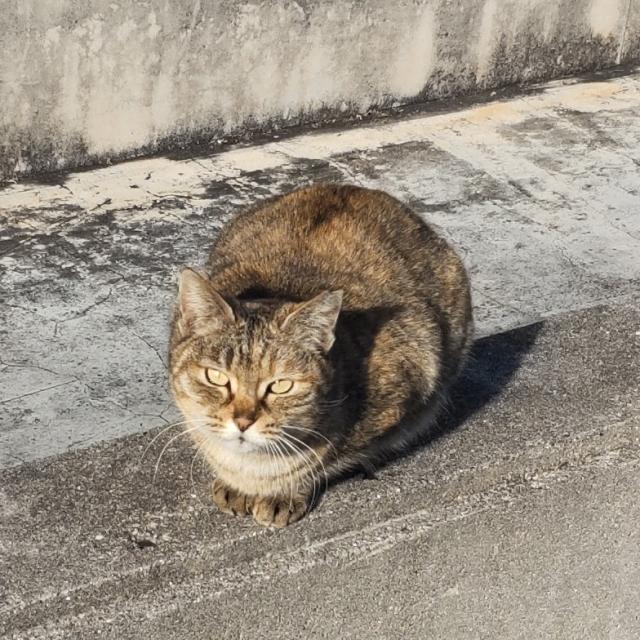 モネ